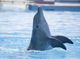 Dolphin Performing in a Blue Pool photo