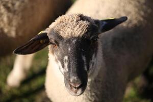 Close Up of a Black and White Sheep in a Field photo
