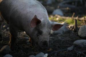 A Pig Foraging In A Rural Setting During The Day photo