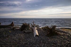 Driftwood and Waves on a Rocky Beach at Sunset, in Gaspesia, Quebec, Canada photo