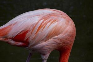 Close-Up of a Pink Flamingos Feathers in a Zoo Setting photo