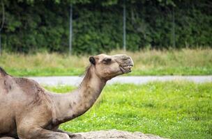 Camel Resting in a Green Field on a Sunny Day photo