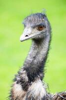 Close-Up of an Emus Head With Orange Eye Looking to the Side photo