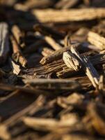 Close-Up of Wooden Mulch in Bright Sunlight photo