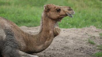Camel Resting in Sandy Area at a Zoo photo