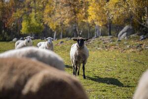 Sheep Grazing in Autumn Meadow With Golden Trees photo