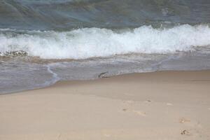 Small Bird Foraging on Sandy Beach After Wave Retreats on the Magdalen Islands, Quebec, Canada photo