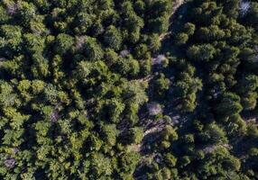Aerial View of Dense Evergreen Forest Canopy With Sunlit Path photo