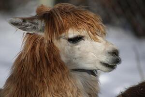 Close Up Portrait of a Brown and White Alpaca in Winter photo
