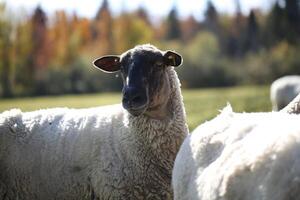 Black Faced Sheep Standing in a Green Field on a Sunny Day photo