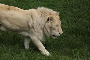 White Lion Walking Through Grassy Field photo