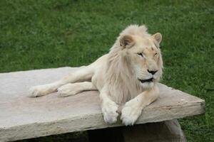 White Lion Resting on a Stone Bench in a Green Grassy Area photo