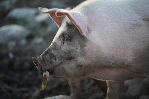 Muddy Pig In A Field On A Cloudy Day photo