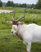 White Oryx Gazing in a Green Field With Trees in the Background photo