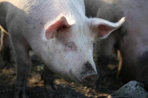 Close-Up of a Pigs Face Covered in Mud on a Farm photo