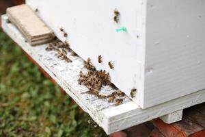 Honey Bees Gathering Near A White Beehive In A Garden photo