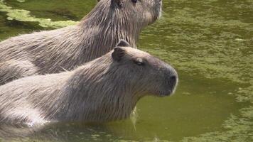 Capybara in the Swamp Peeks Around Footage. video