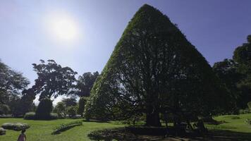 Pruned tree in park. Action. Shape of tree in well-kept city park on summer day. Triangular tree in park with vacationers on sunny day photo