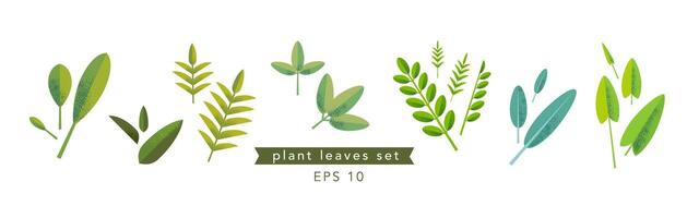 Set with green graphic elements. Various herbs and leaves. vector