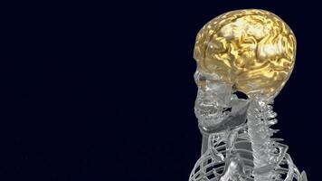The crystal skeleton and gold brain for education or health concept 3d rendering. photo