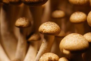 Growing mushrooms close-up photo