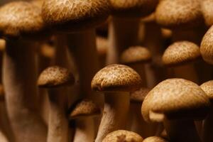 Growing mushrooms close-up photo