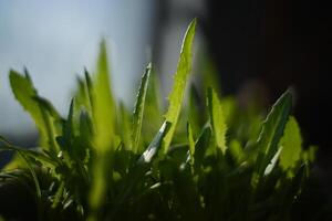Lettuce sprouts growing photo