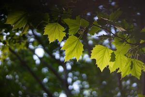 Backlit plane tree leaves photo