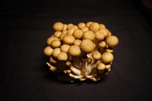 Growing mushrooms close-up photo