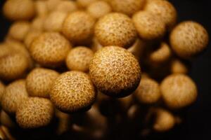 Growing mushrooms close-up photo