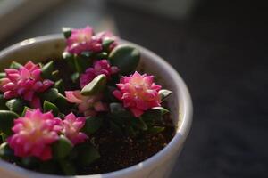 Succulent plants in sunlight photo