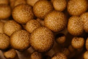 Growing mushrooms close-up photo