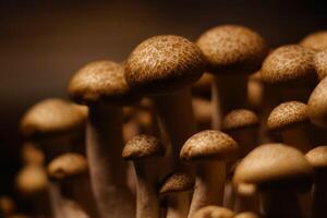 Growing mushrooms close-up photo
