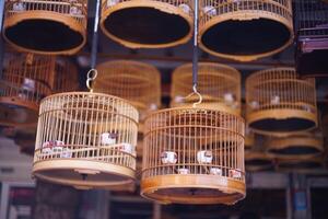 China's flower and bird market photo