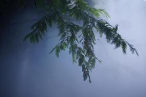 Pine forest and pine leaves in the mist photo