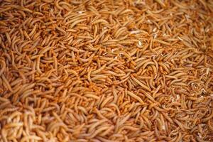 Dense live mealworms photo
