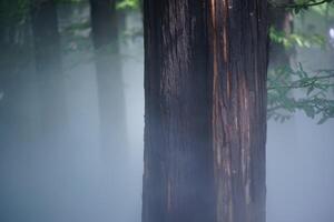 Pine forest and pine leaves in the mist photo