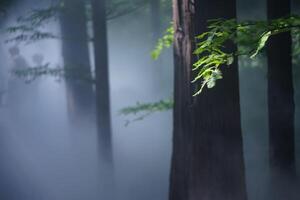 Pine forest and pine leaves in the mist photo