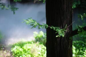 Pine forest and pine leaves in the mist photo