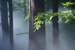 Pine forest and pine leaves in the mist photo