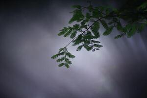 Pine forest and pine leaves in the mist photo