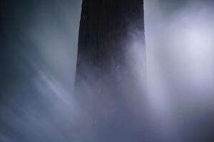 Pine forest and pine leaves in the mist photo
