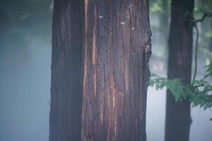 Pine forest and pine leaves in the mist photo