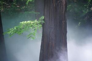 Pine forest and pine leaves in the mist photo