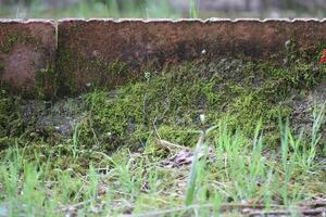 Beautiful close up of moss on the wall and floor photo