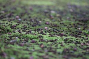 Beautiful close up of moss on the wall and floor photo