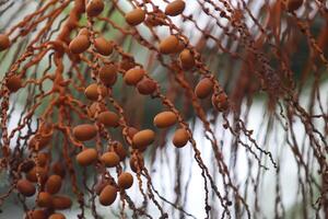 Clusters, Bunches, and branches of palm trees photo
