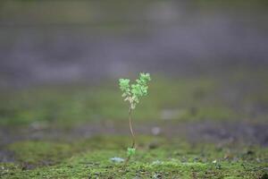 Beautiful close up of a tiny plant on the floor photo