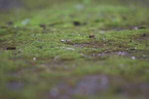 Beautiful close up of moss on the wall and floor photo