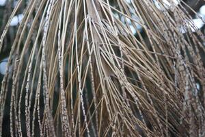 Clusters, Bunches, and branches of palm trees photo